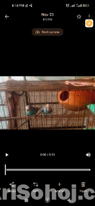 বাজরিগার